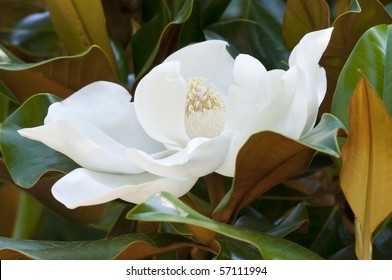 Flower Of The Magnolia Grandiflora, The Southern Magnolia Or Bull Bay, Tree Of The Family Magnoliaceae