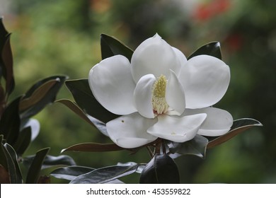 Flower Of The Magnolia Grandiflora,little Gem, Tree Of The Family Magnoliaceae