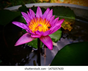 Flower of manel.sri lanka national flower.