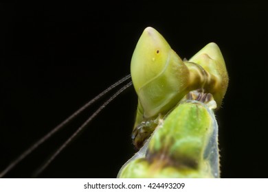 Flower Mantis in Action