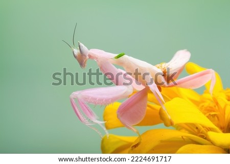 Flower Mantis or Orchid Mantis  (Hymenopus coronatus) is a mantis from Southeast Asia. 