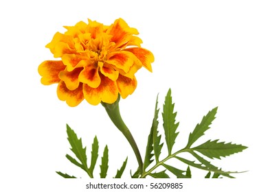 Flower Marigold. Isolated On White