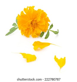 Flower Of Marigold And Petals On A White Background