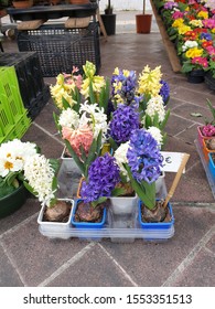 Flower Market In Nice France