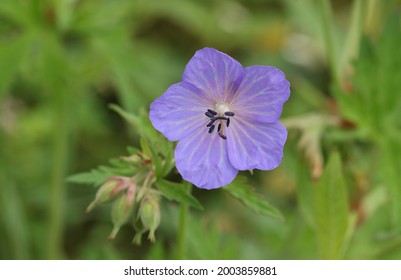 The Flower Of A Meadow Crane's-bill Plant, Geranium Pratense, Growing In A Wildflower Meadow In The UK.