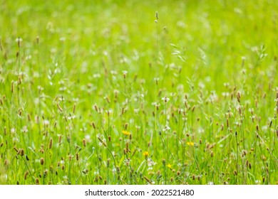 Flower meadow in lush green 