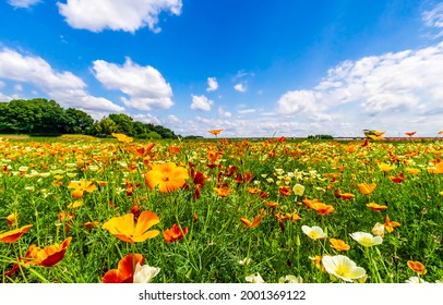 Flower meadow under a clear summer sky. Summer meadow flowers. Meadow flowers in summer time. Summer meadow flowers landscape