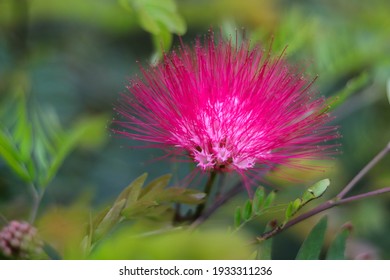 Flower From A Mimosa Tree