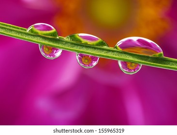 flower with rain drops