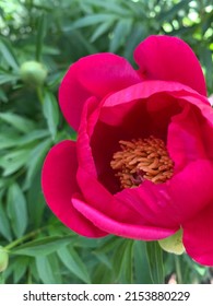 Flower From The Missouri Botanical Gardens In St Louis, MO