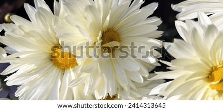 Flower #flower #mobilephotography #nature #whiteflower