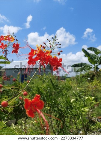 Flower is a modified shoot with condensed axis called thalamus and appendages called floral organs. 