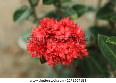 Flower is a modified shoot with condensed axis called thalamus and appendages called floral organs.
