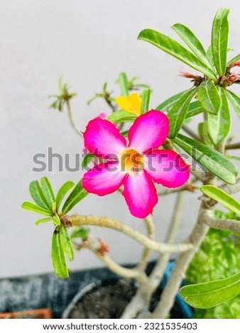 Flower is a modified shoot with condensed axis called thalamus and appendages called floral organs. 