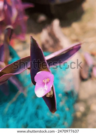 Flower is a modified shoot with condensed axis called thalamus and appendages called floral organs. Stamens (microsporophylls) and carpels (megasporophylls) represent the essential parts of a flower.