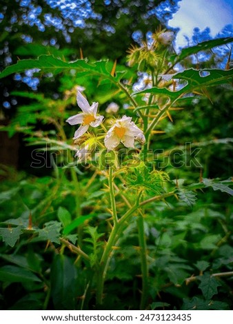 Flower is a modified shoot with condensed axis called thalamus and appendages called floral organs. Stamens (microsporophylls) and carpels (megasporophylls) represent the essential parts of a flower.