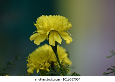 mogra flower plant images stock photos vectors shutterstock