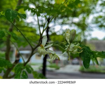 The Flower Of Moringa Plant Herbs