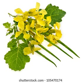 Flower Of A Mustard, Rape Blossoms , Brassica Napus, Close Up Macro Shot Isolated On White Background
