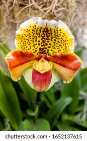 Flower Named Yellow Cattleya, Colombia