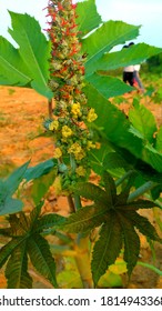 The Flower Is A Natural Gift To The Plant.