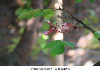 flower at nature for background or wallapaper