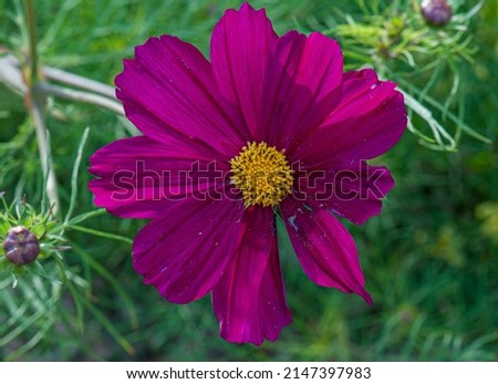 Flower at nature in spring time