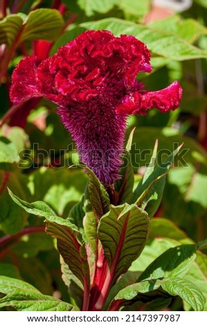 Flower at nature in spring time