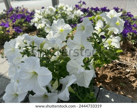flower near citycenter fujairah uae