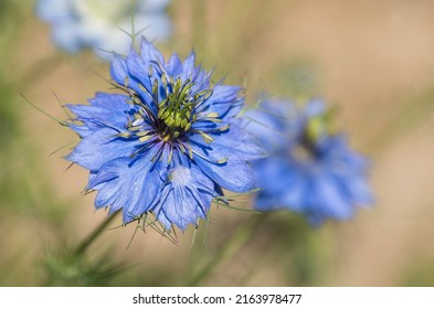 Flower Of Nigella Damascena, Also Called Love In A Mist Or Devil In The Bush, Annual Garden Flowering Plant, Belonging To The Buttercup Family Ranunculaceae.