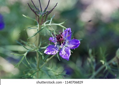 Flower Of The Nigella Species Nigella Hispanica.