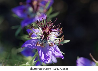 Flower Of The Nigella Species Nigella Hispanica.