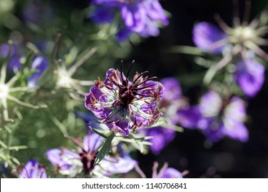 Flower Of The Nigella Species Nigella Hispanica.