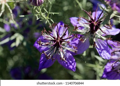 Flower Of The Nigella Species Nigella Hispanica.