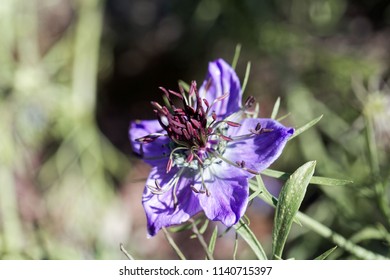 Flower Of The Nigella Species Nigella Hispanica.