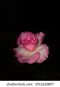 薔薇 黒 の写真素材 画像 写真 Shutterstock
