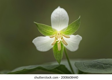 Flower Nodding trillium, Michigan, USA