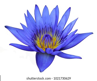 Lotus In Blue Water Images Stock Photos Vectors Shutterstock