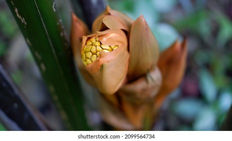 Flower of Nypa fruticans, commonly known as the nipa palm (or simply nipa) or mangrove palm.