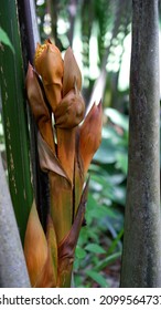 Flower of Nypa fruticans, commonly known as the nipa palm (or simply nipa) or mangrove palm.