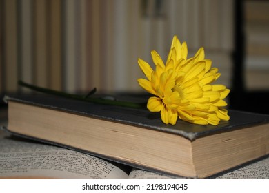 Flower On Antique Book In Vintage Book Shop