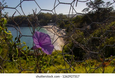 Flower On The Barbed Wire. At Nielsen Park.Sydney.