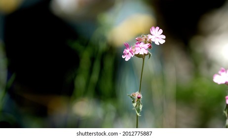 Flower on blurred background. Blooming flower branch against beautiful blur spring orchard background. Natural frame. Beautiful natural background. Scenic landscape view. 
