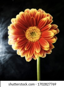 Flower On A Dark Back Drop 