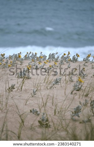 a flower on the dunes bends in the wind Senecio crassiflorus a plant on the coast of South America