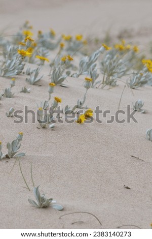 a flower on the dunes bends in the wind Senecio crassiflorus a plant on the coast of South America