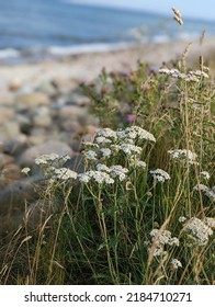 Flower On A Nordic Beach