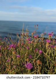 Flower On A Nordic Beach