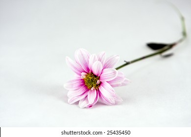An flower on seemless background