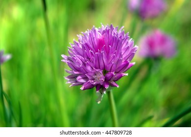 Flower on soft background.